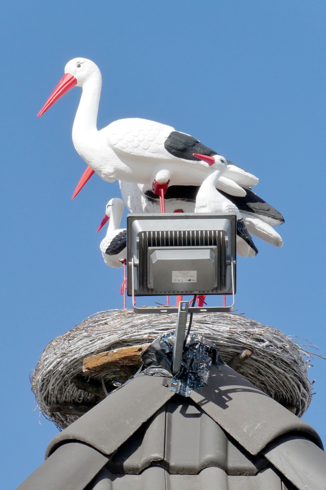 Storks on the Fischer-Vroni roof, 2022 (no lettering)